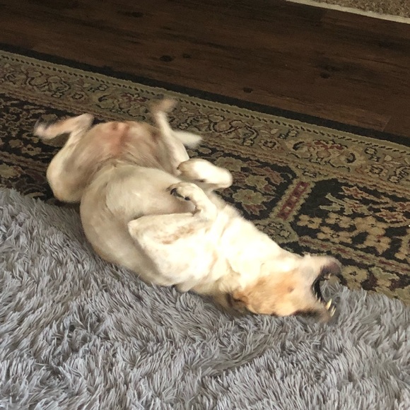 SWEET HAZEL - Picture 8 of 16